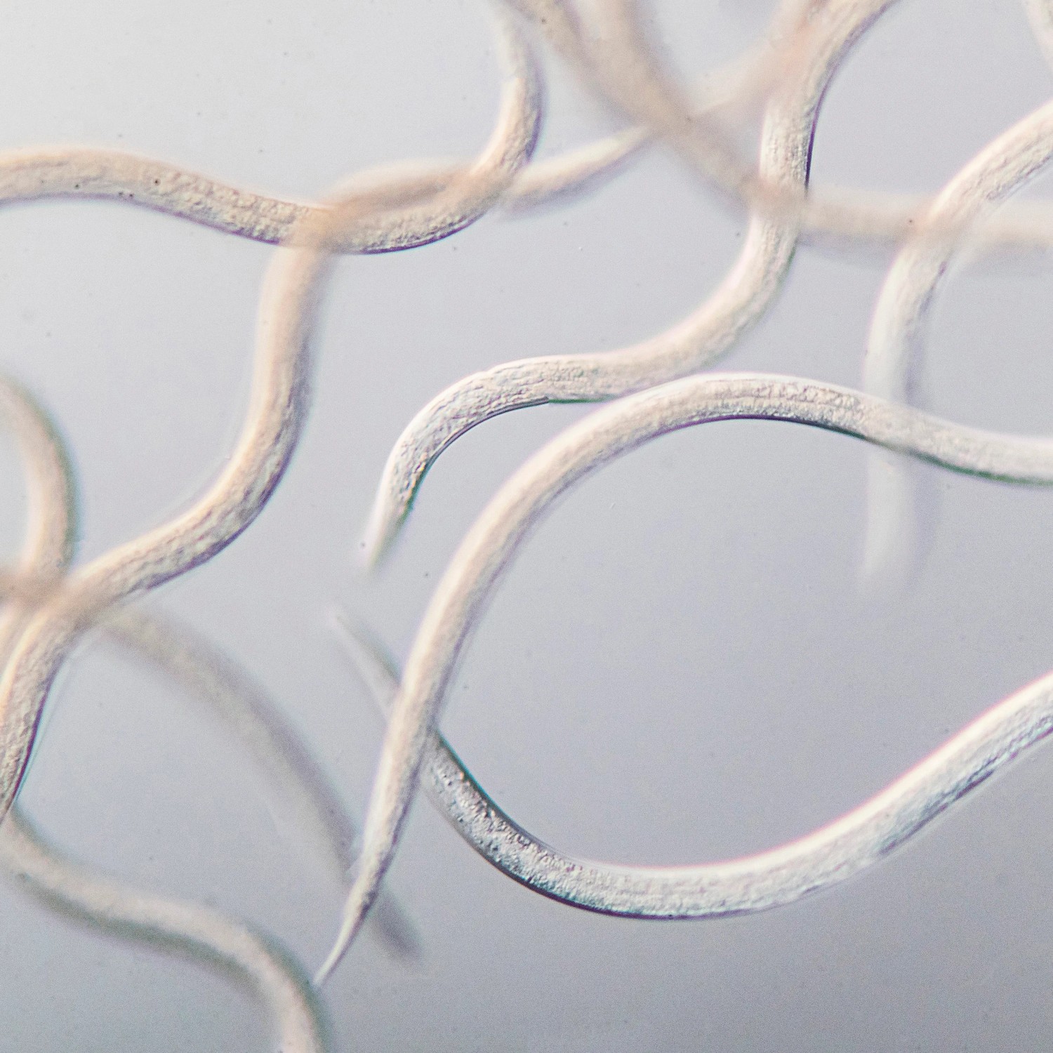 Nahaufnahme von Nematoden zur biologischen Ameisenbekämpfung.