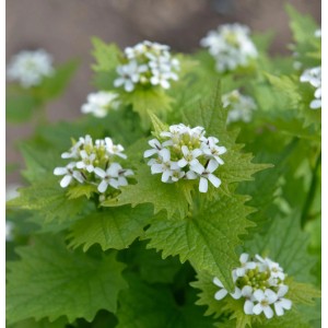 Blühende Knoblauchsrauke (Alliaria petiolata) mit weißen Blüten und grünen Blättern.