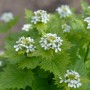 Blühende Knoblauchsrauke (Alliaria petiolata) mit weißen Blüten und grünen Blättern.