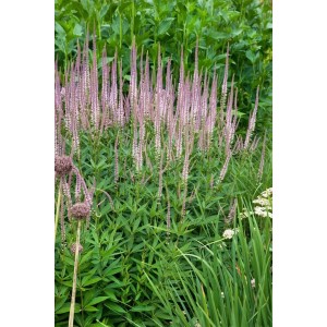 Veronicastrum Roseum (Ehrenpreis) mit rosa Blütenkerzen im Gartenbeet.