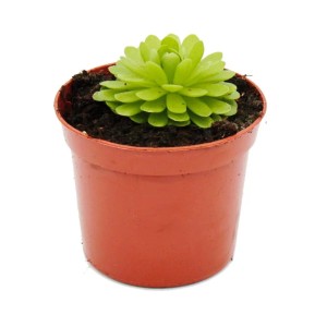 Mexikanisches Fettkraut Pinguicula Esseriana im 9cm Topf, eine fleischfressende Pflanze.