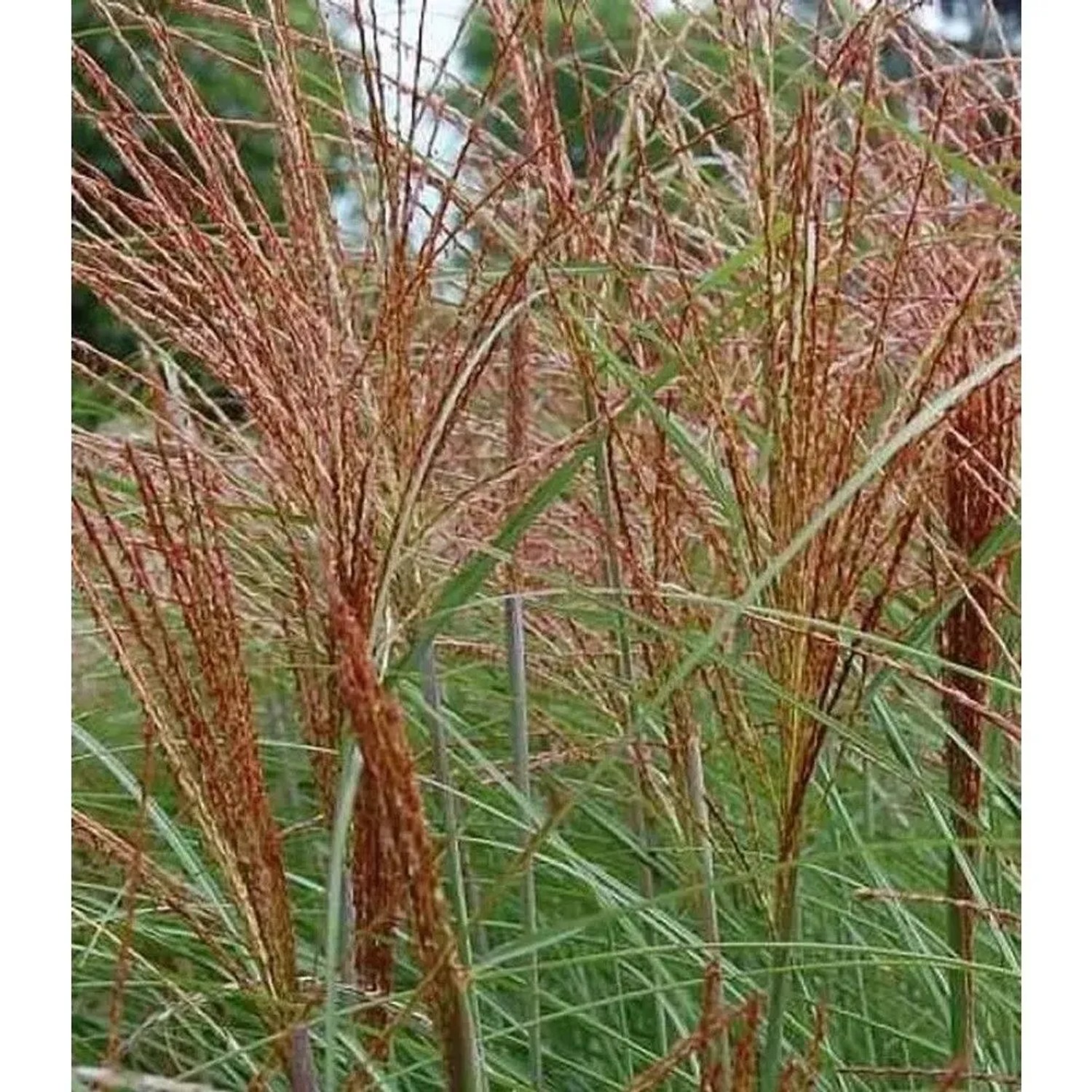 Chinaschilf Graziella - Miscanthus sinensis