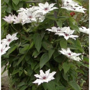Blühende, weiße Waldrebe Tsukiko (Clematis) mit grünen Blättern.