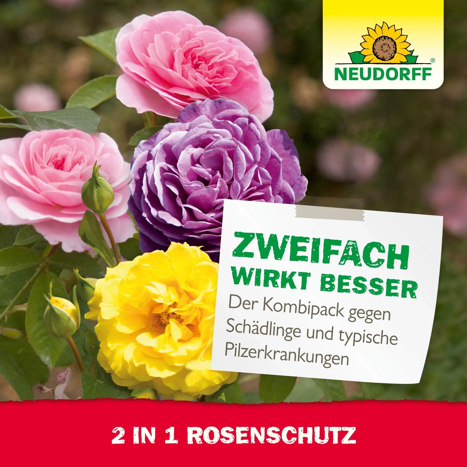 Neudorff 2in1 Rosenschutz Set mit Rosen in Gelb, Rosa und Lila. Kombipack gegen Schädlinge und Pilzerkrankungen.