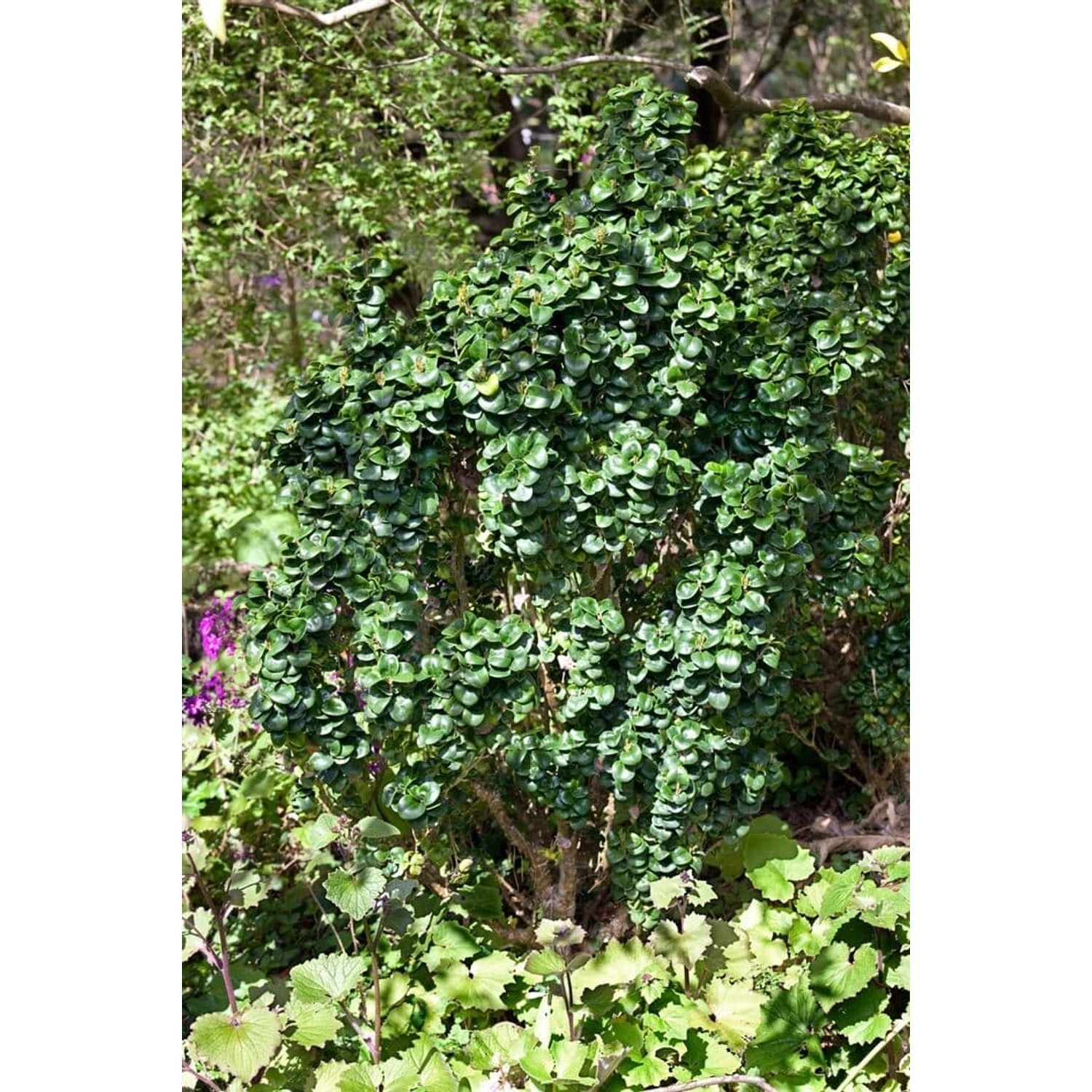 Ligustrum japonicum 'Rotundifolium' 80-90 cm günstig online kaufen