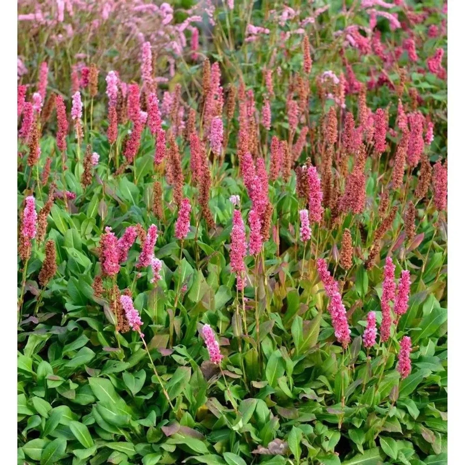 Kerzenknöterich Lisan - Persicaria amplexicaulis
