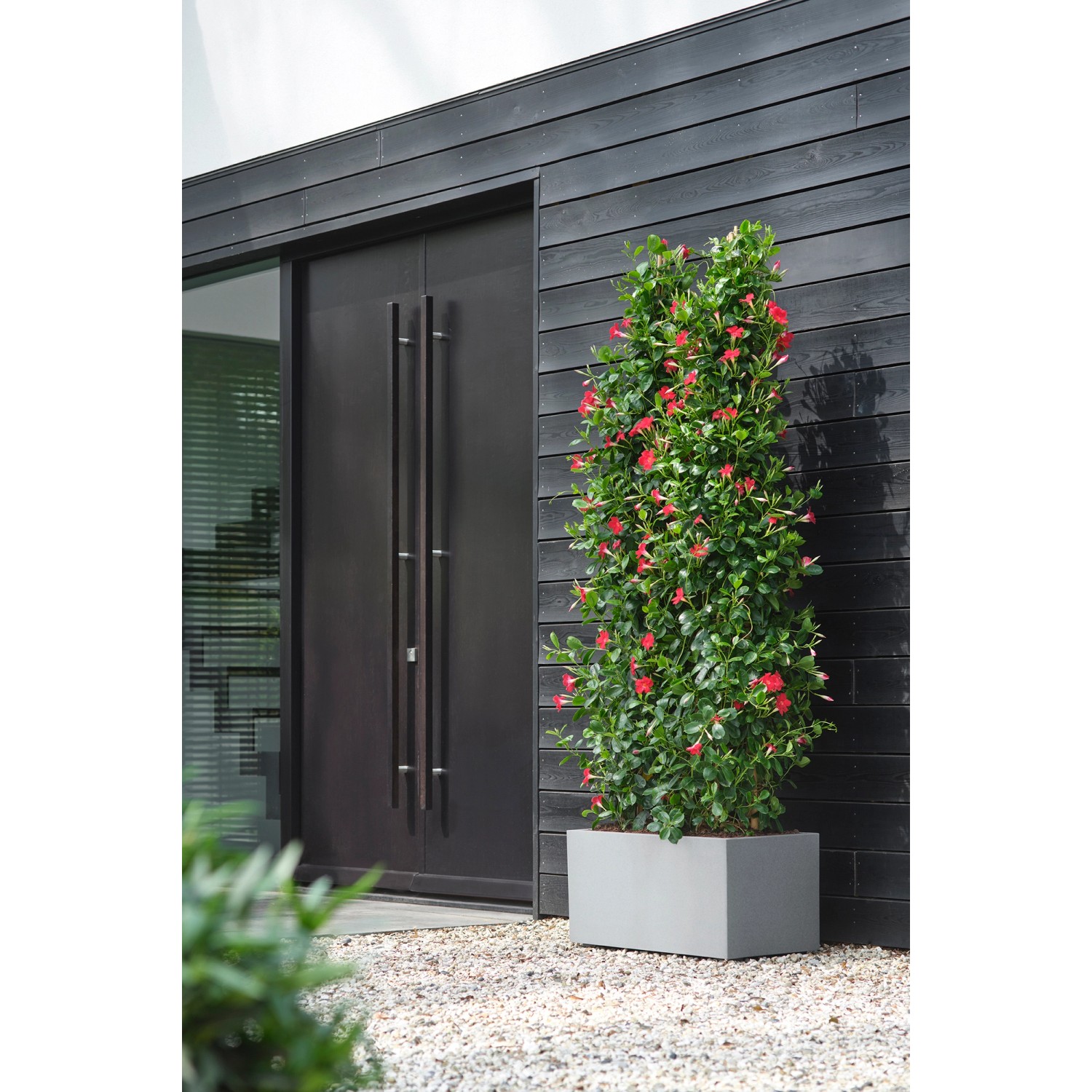 Elho Blumentopf Vivo Next Lang 59 cmx29,5 cmx29,2 cm Living Beton mit