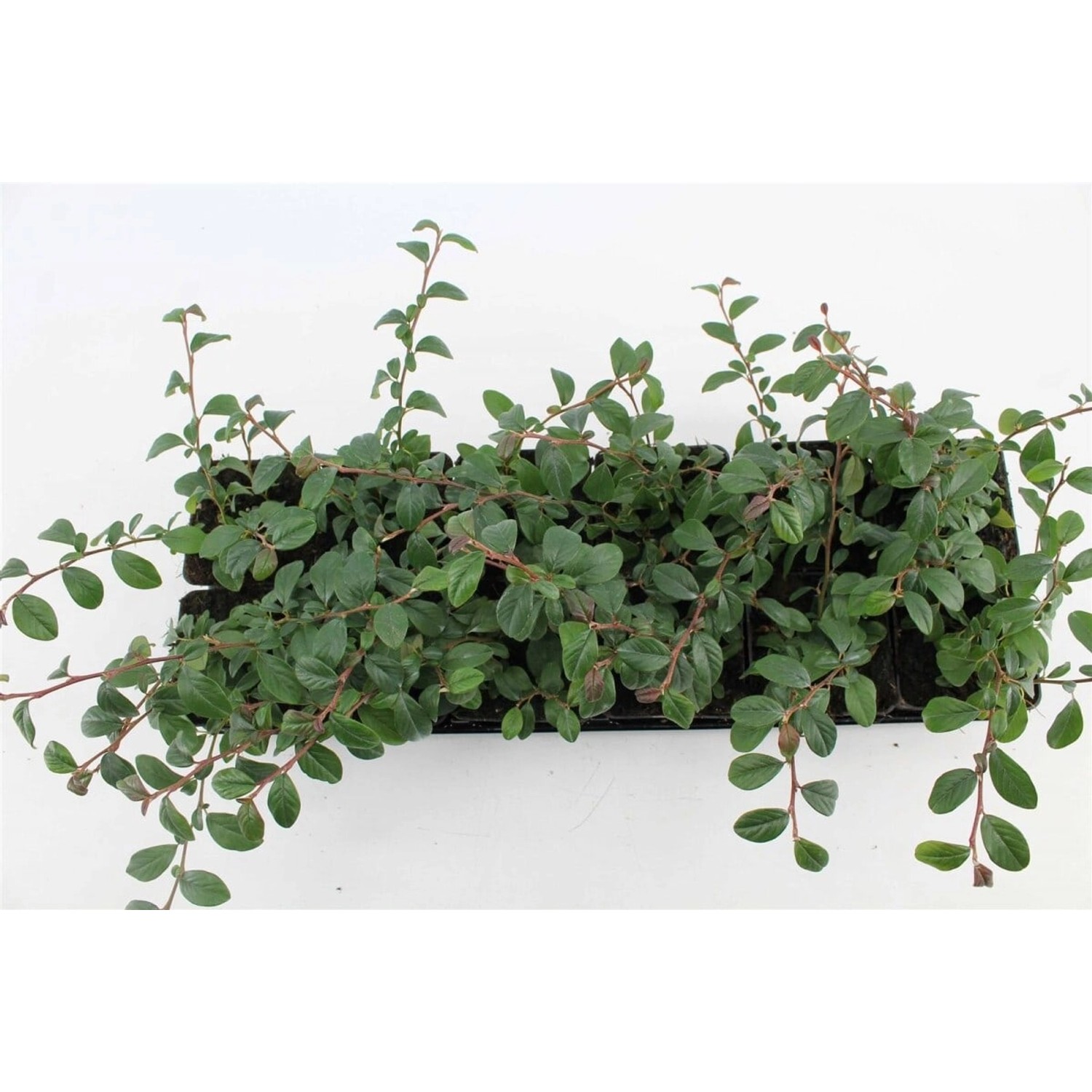 Cotoneaster Dammeri Radicans Teppichmispel Immergrün Ca. 9x9 cm Topf günstig online kaufen