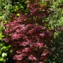 Foto eines roten OBI Fächerahorns "Shaina" im Garten, ca. 40-50 cm hoch.