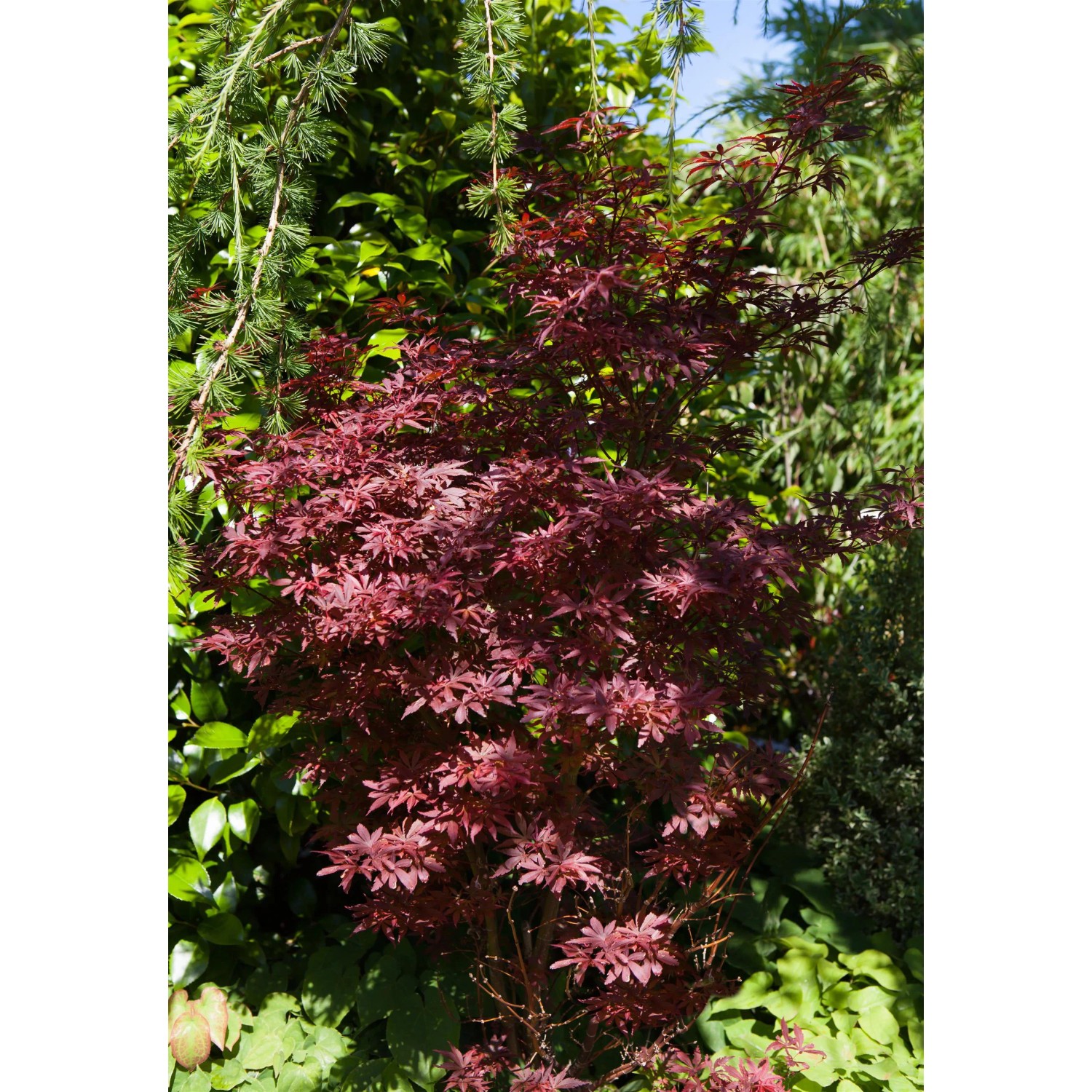 Foto eines roten OBI Fächerahorns "Shaina" im Garten, ca. 40-50 cm hoch.