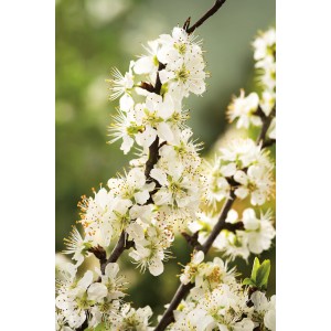 Nahaufnahme von weißen Blüten des OBI Pflaumenbaums Königin Viktoria im Frühling.