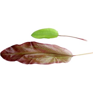 Dennerle Plants Aquariumpflanze Echinodorus Green Chamäleon mit grünem und rötlichem Blatt.
