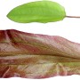Dennerle Plants Aquariumpflanze Echinodorus Green Chamäleon mit grünem und rötlichem Blatt.