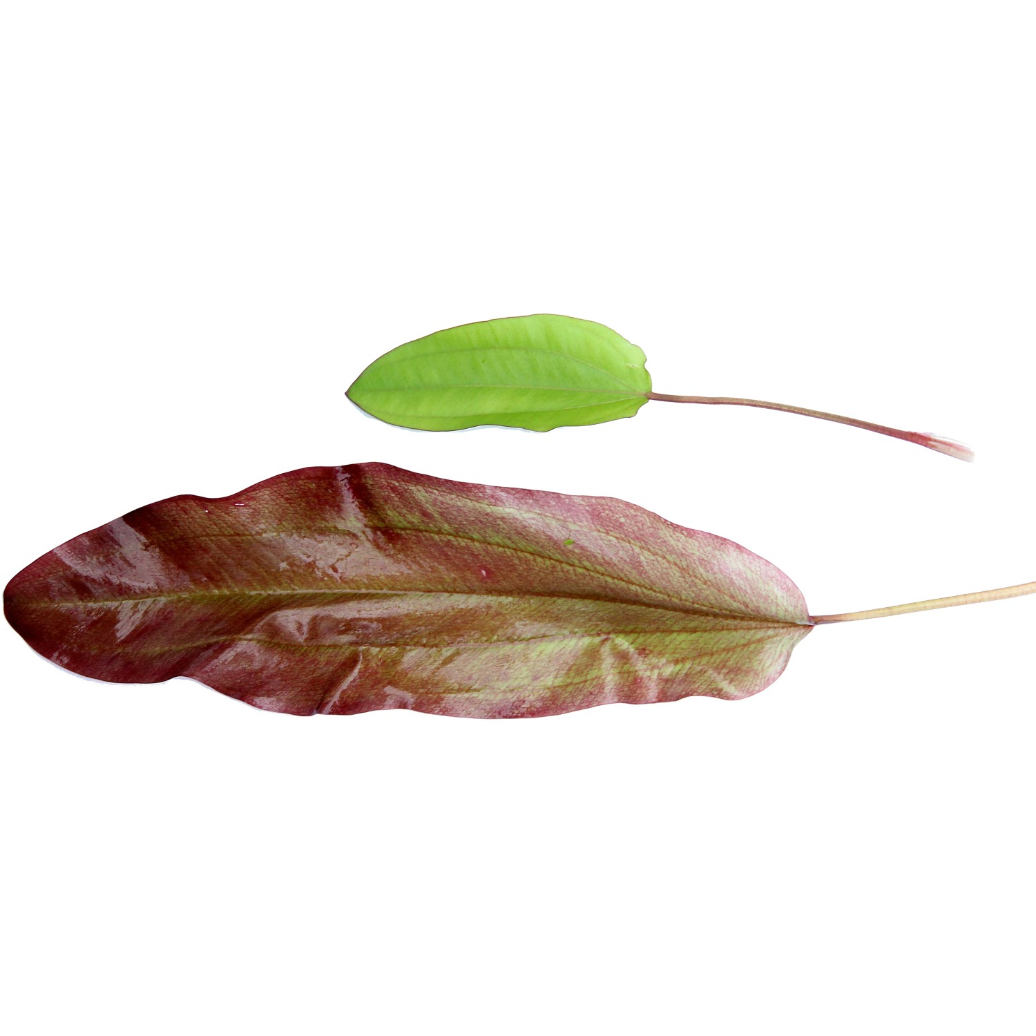 Dennerle Plants Aquariumpflanze Echinodorus Green Chamäleon mit grünem und rötlichem Blatt.