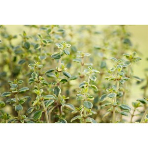 Detailaufnahme von Thymus Comosus 'Doone Valley' im 9x9 cm Topf, einer grünen Staude mit hellen Blatträndern.