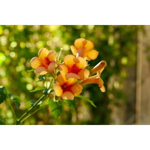 Nahaufnahme: Orangefarbene Trompetenblüten der Kletterpflanze Campsis Radicans Indian Summer.