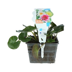 GROW by OBI Seerosen Trio im Topf, Nymphea mit roten, weißen und gelben Blüten.