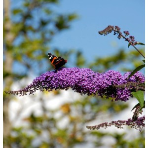 Sommerflieder Fascination mit Schmetterling auf lila Blüte.