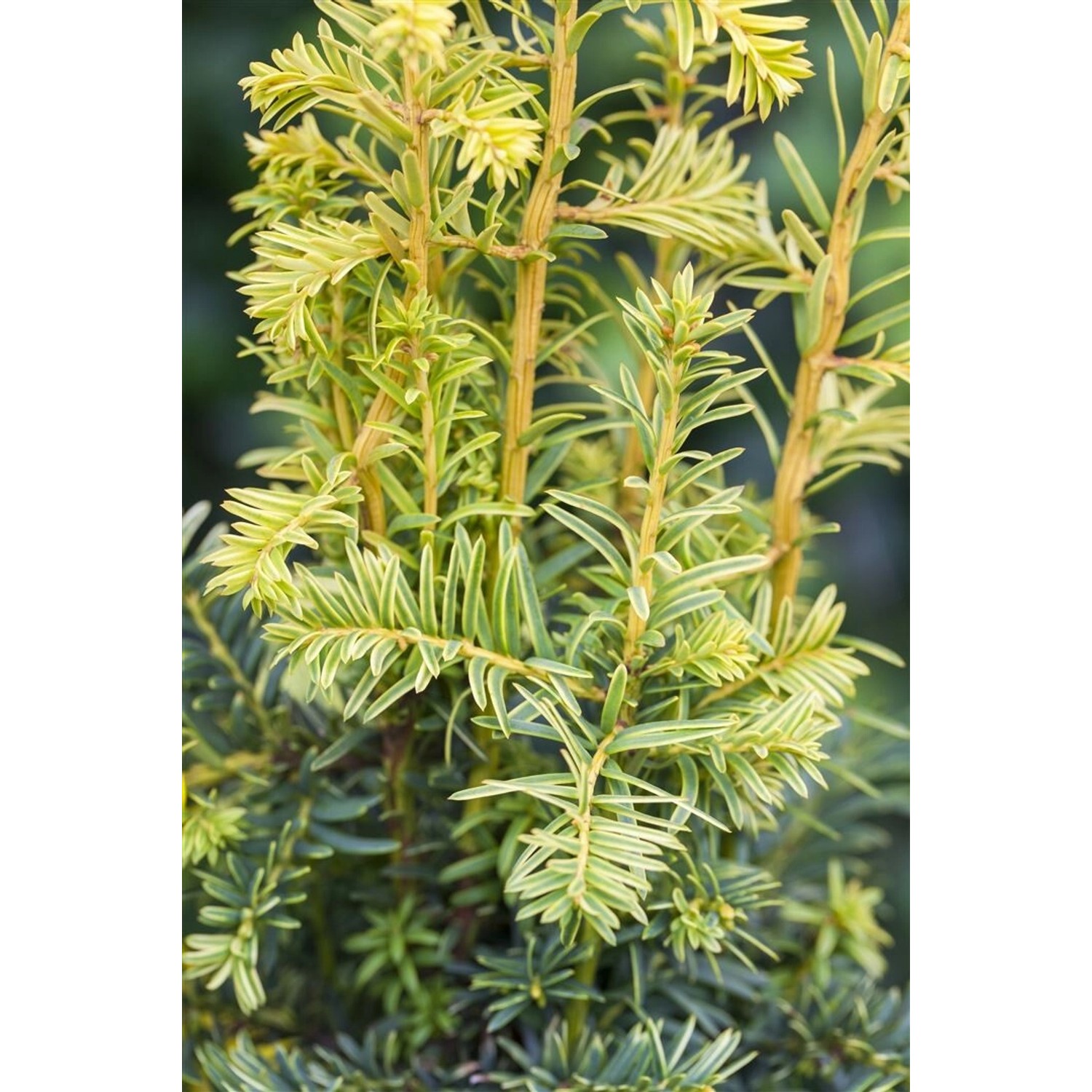 Taxus Baccata Dovastonii Aurea Gelbe Eibe 100–125 cm günstig online kaufen