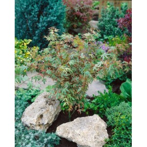 Acer Palmatum Benihichi-Henge, Japanischer Ahorn mit buntem Laub, 80 cm hoch.