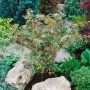 Acer Palmatum Benihichi-Henge, Japanischer Ahorn mit buntem Laub, 80 cm hoch.