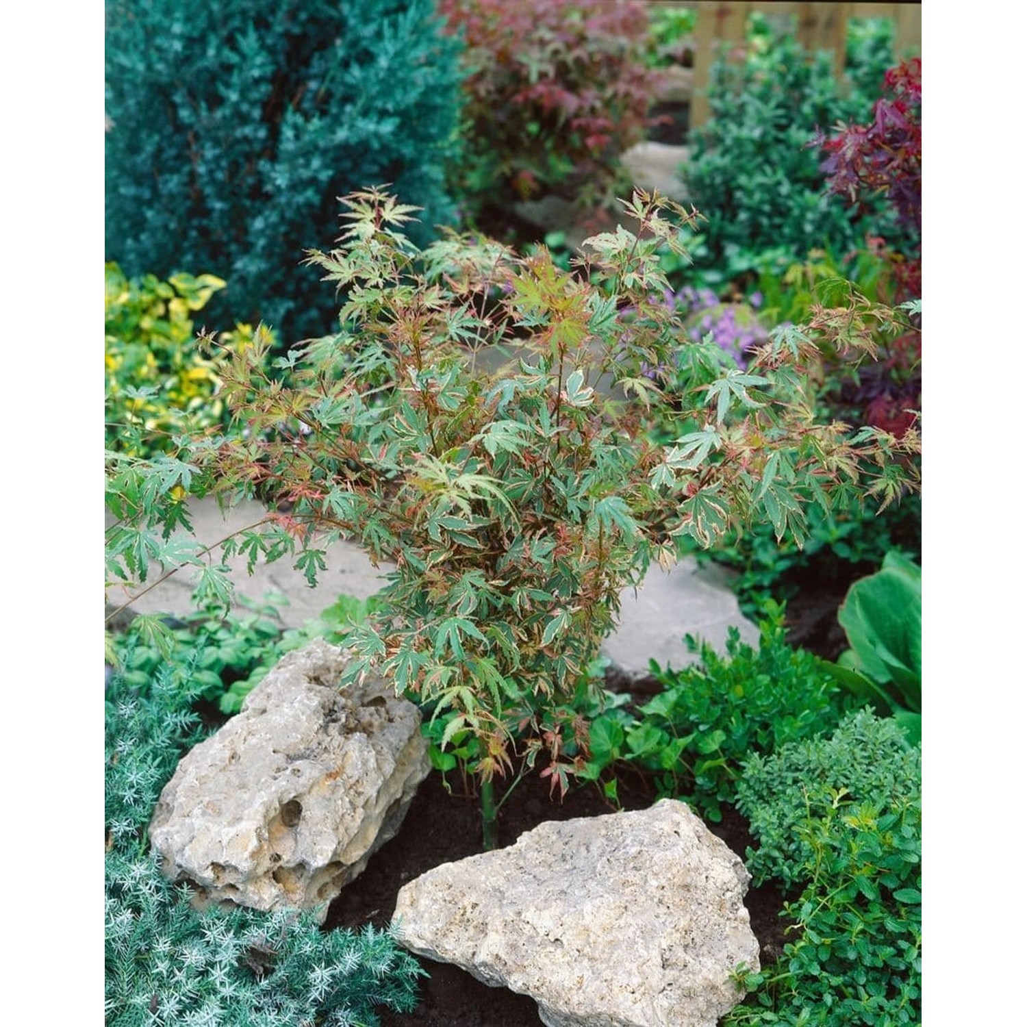 Acer Palmatum Benihichi-Henge Japanischer Ahorn Buntes Laub 80 cm günstig online kaufen