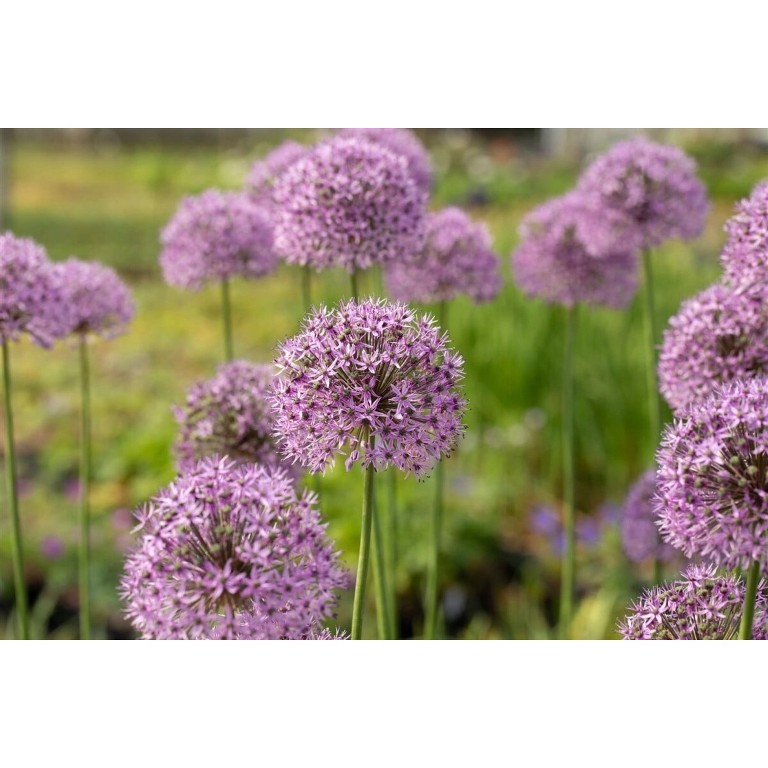 Allium Aflatunense Zierlauch Gladiator Ca 9x9 cm Topf günstig online kaufen