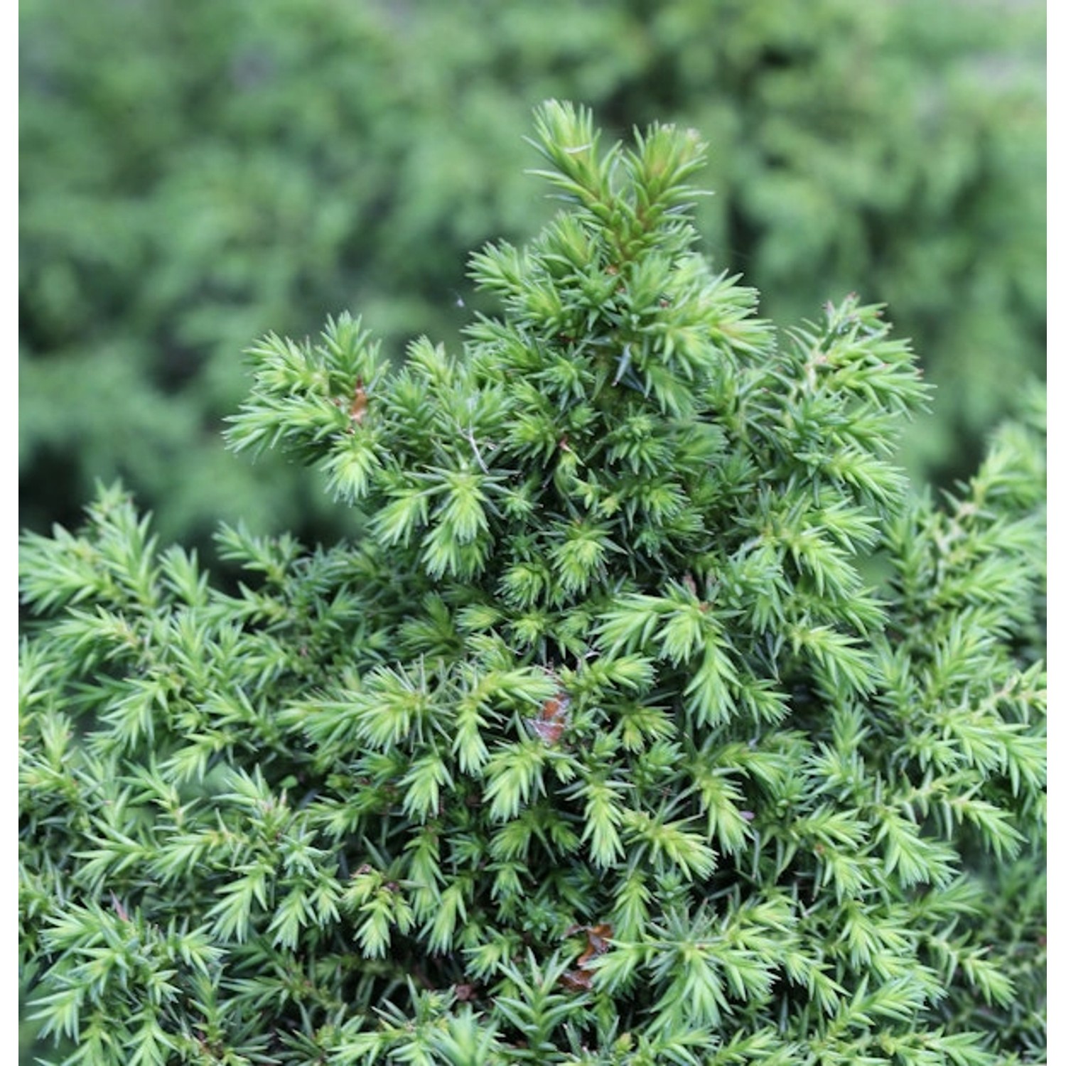Sicheltanne Yokohama 25-30cm - Cryptomeria japonica