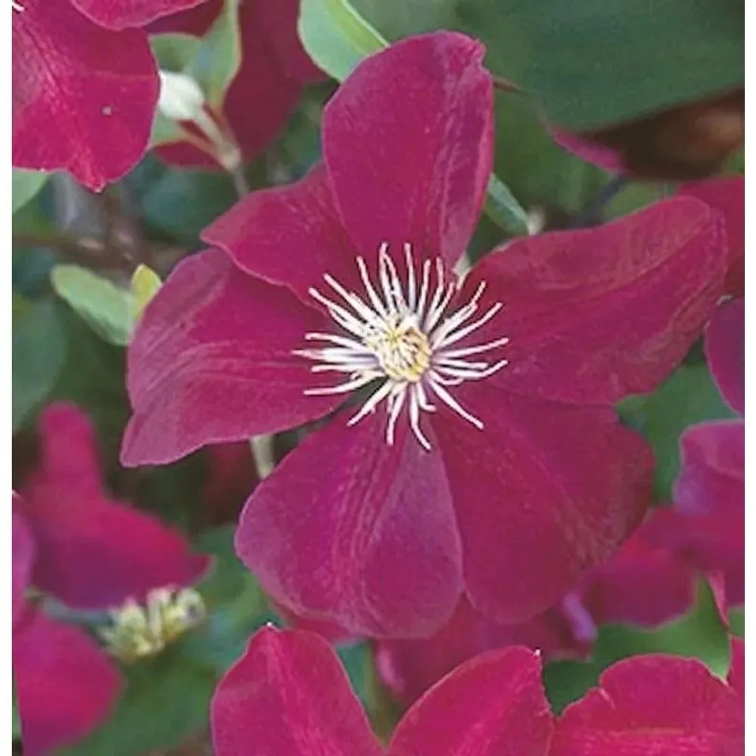 Waldrebe Ernest Markham 40-60cm - Clematis