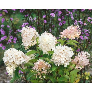 Rispenhortensie Hydrangea Paniculata mit weißen und rosa Blüten im 9x9 cm Topf.