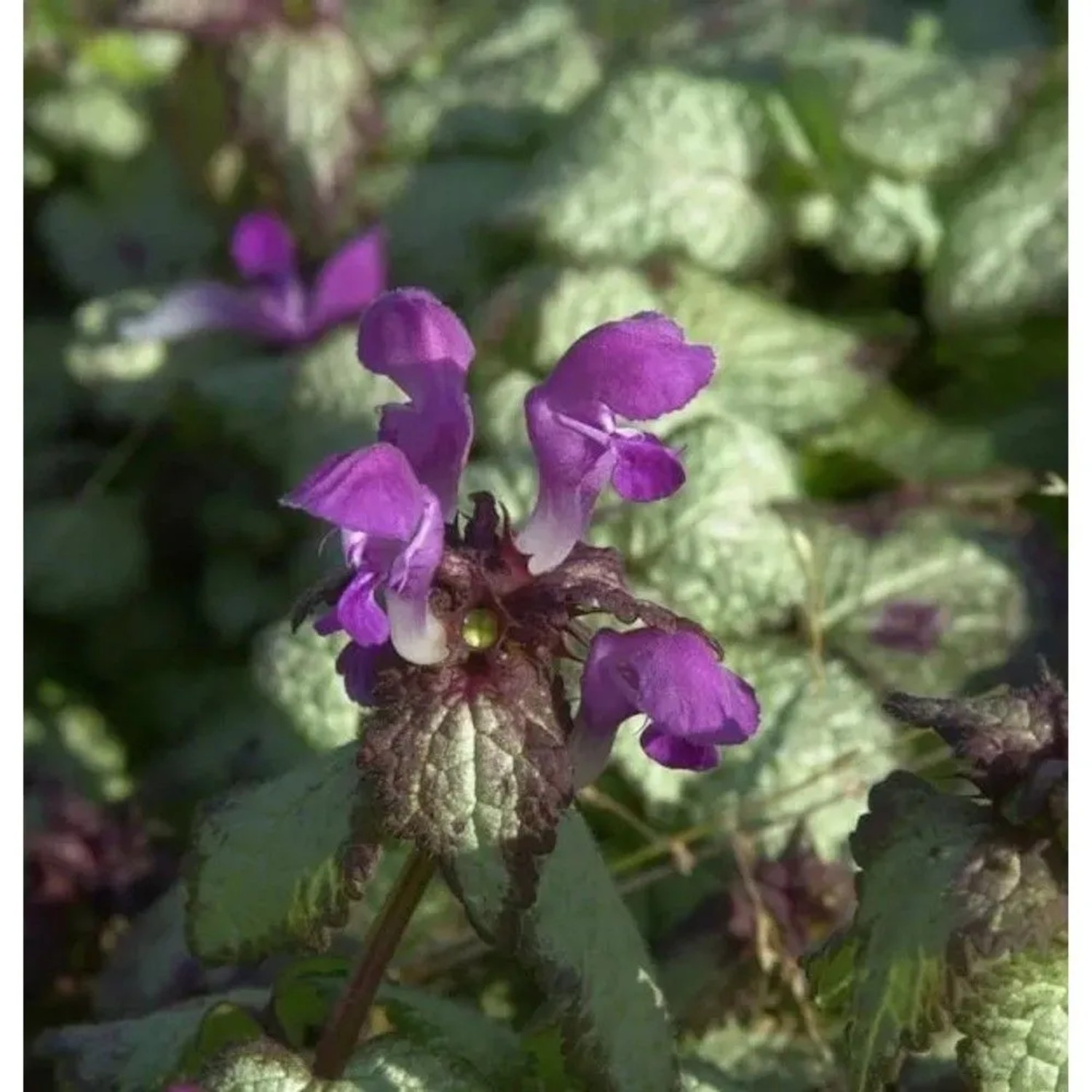 Waldnessel Beacon Silver - Lamium maculatum