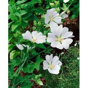 Strauchpappel 'White Angel': Buschige Pflanze mit strahlend weißen Blüten im Garten.