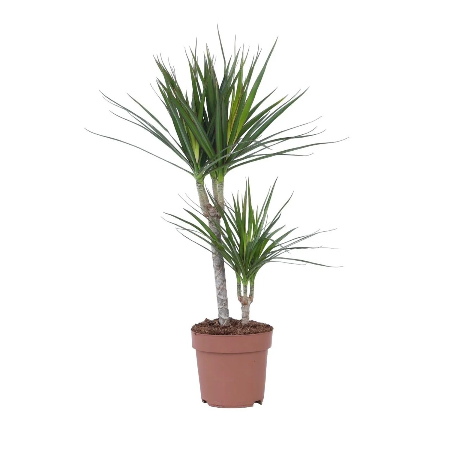 Plant In A Box Drachenbaum  Dracaena Marginata Höhe 70cm Ø17 Grün