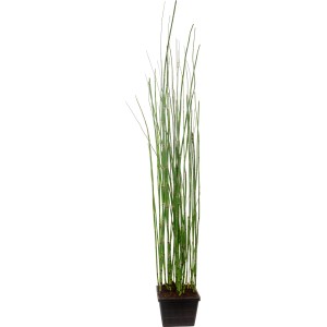 Teichschachtelhalm im Topf, ca. 28 cm, grüne Halme, geeignet für Ufer- und Sumpfzonen.