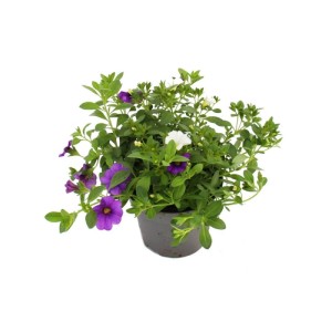 Buntes Zauberglöckchen-Set im 12cm Topf: Minihängepetunien mit lila und weißen Blüten.