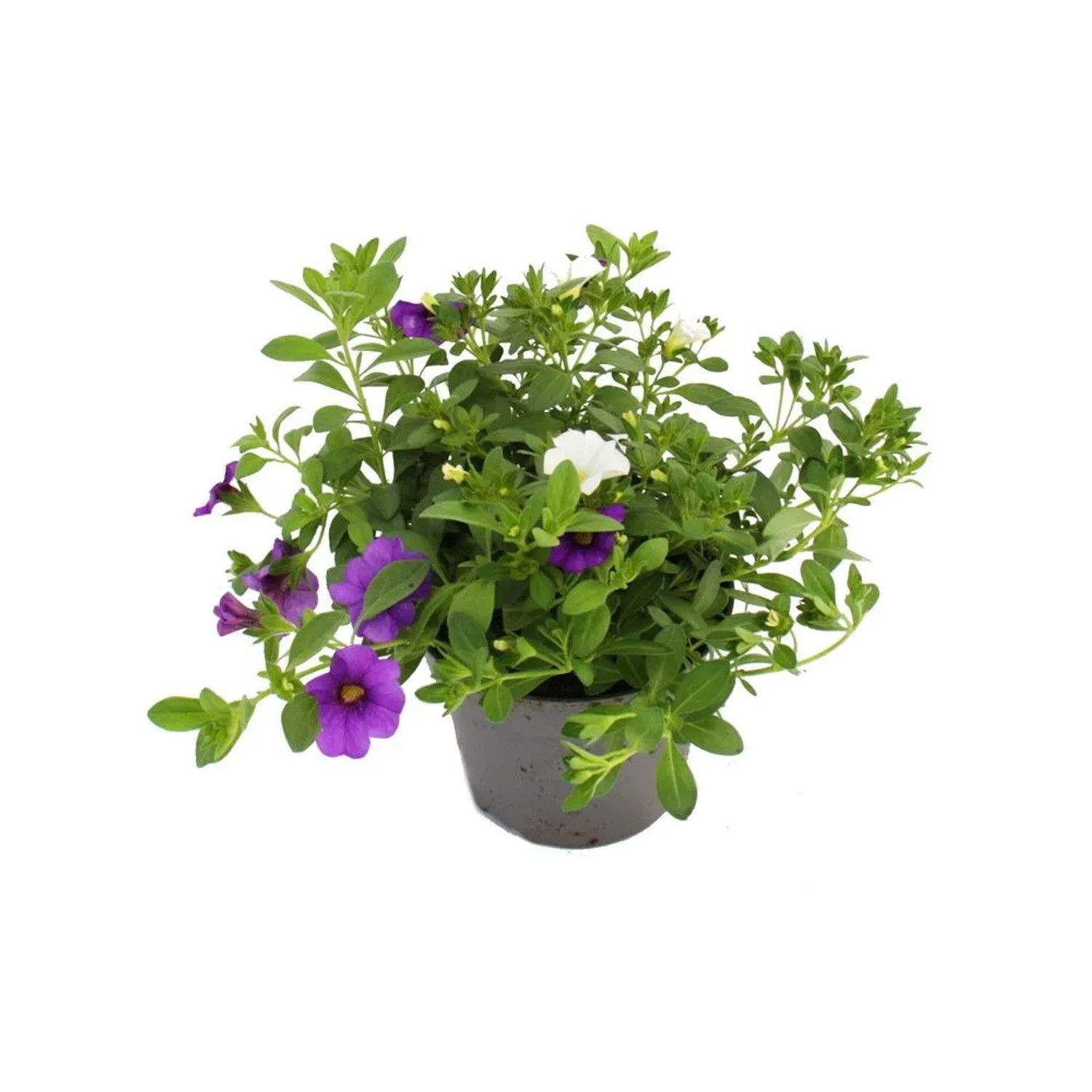 Buntes Zauberglöckchen-Set im 12cm Topf: Minihängepetunien mit lila und weißen Blüten.