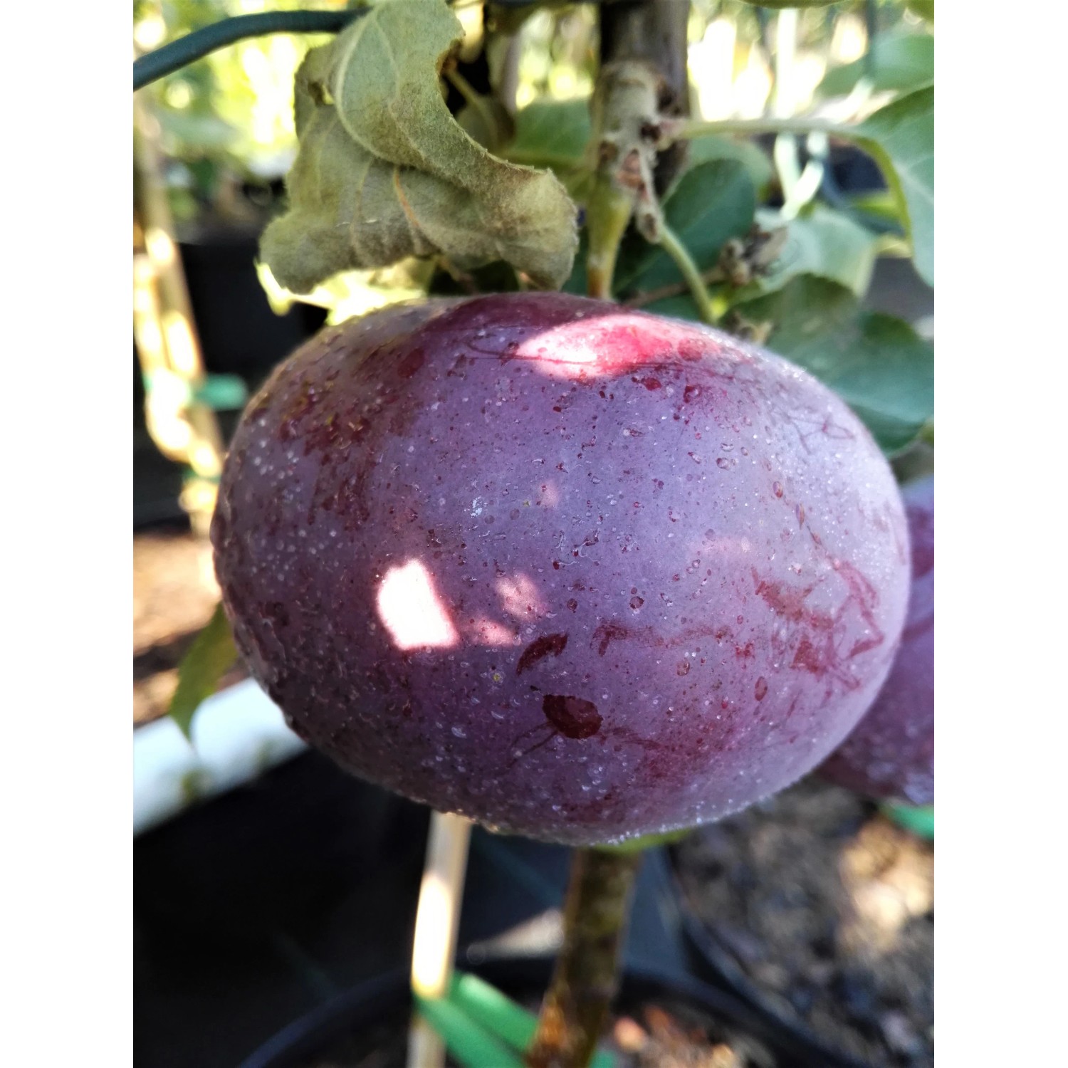 Apfel Blauer Kölner 100 - 120 cm Malus domestica