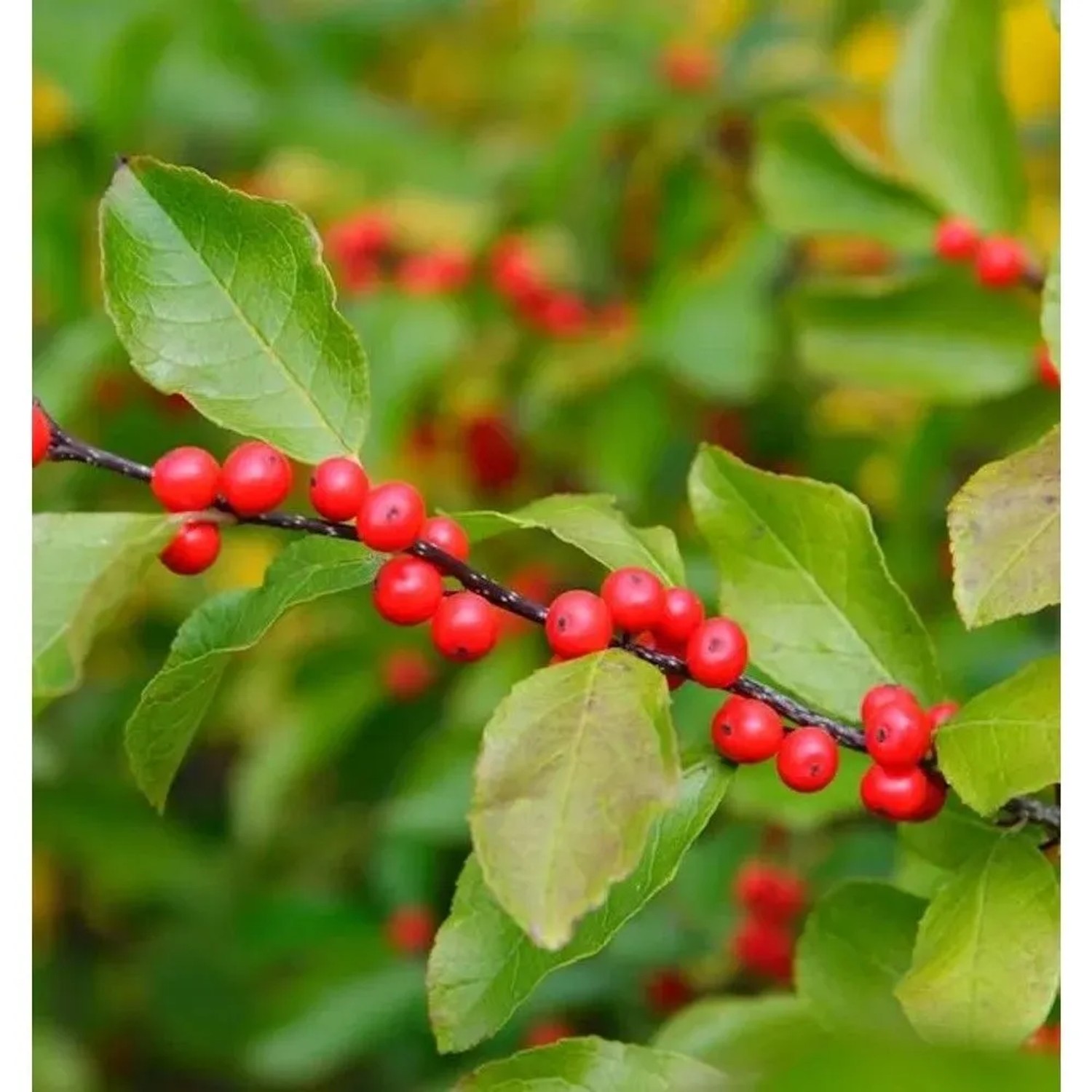 Korallenhülse 80-100cm - ilex verticillata