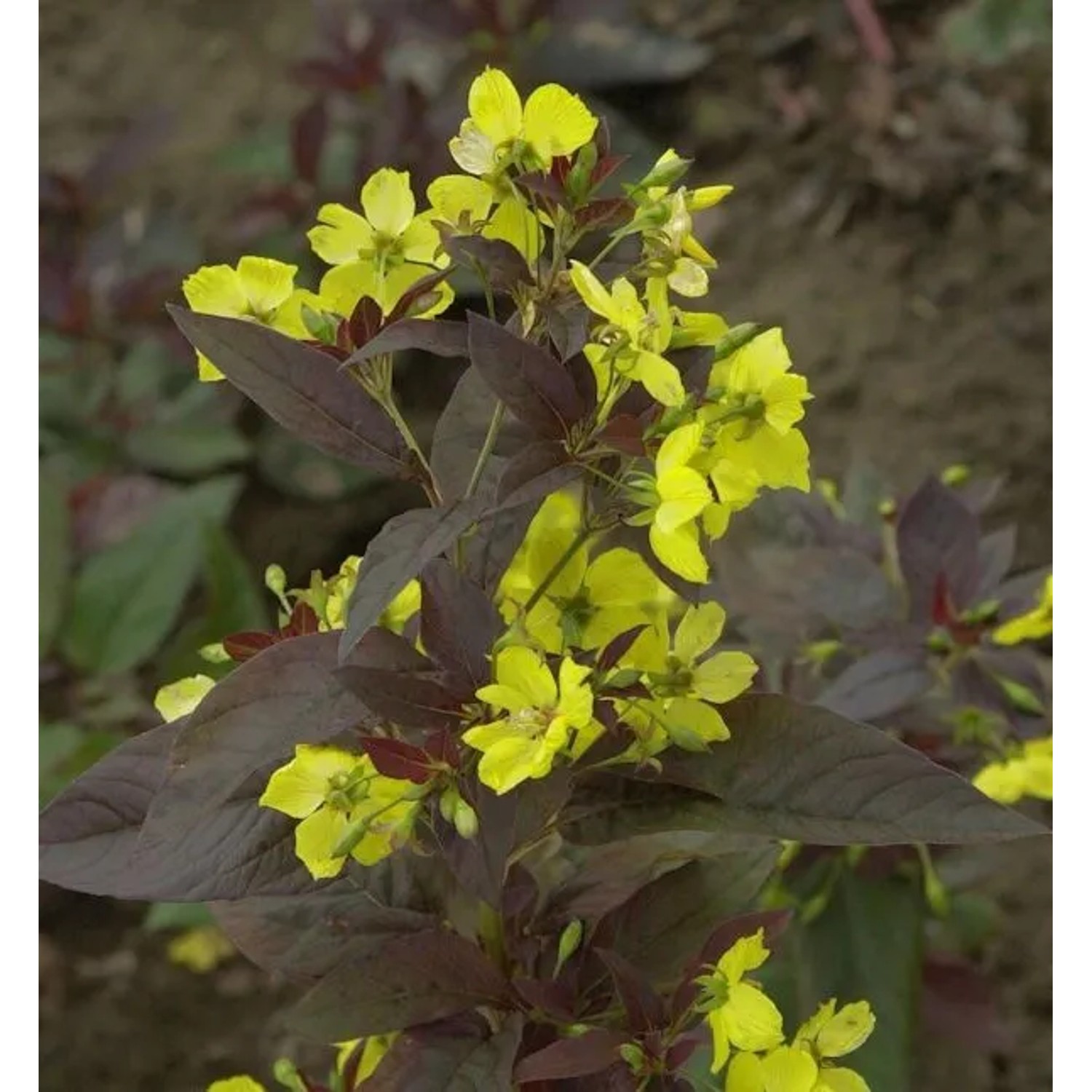 Felberich Firecracker - Lysimachia ciliata