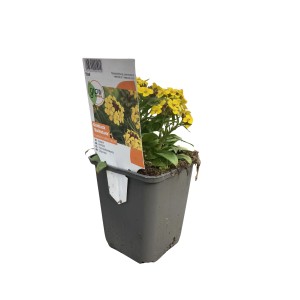 Goldlack 'Goldstaub' im Topf, gelbe Blüten. Kübelpflanze für sonnige Standorte.