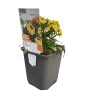 Goldlack 'Goldstaub' im Topf, gelbe Blüten. Kübelpflanze für sonnige Standorte.