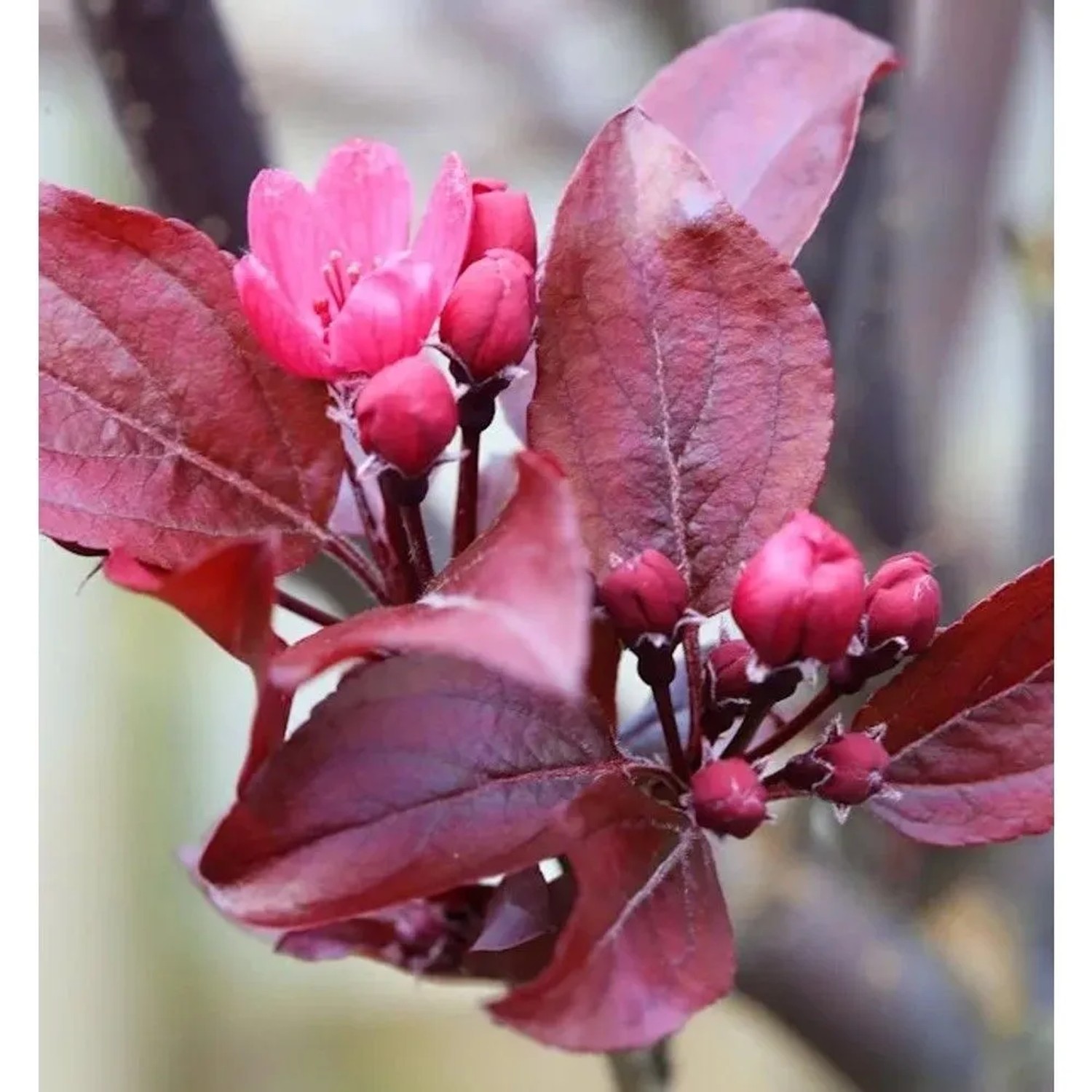Hochstamm Rotlaubiger Zierapfel Scarletta 100-125cm - Malus toringo
