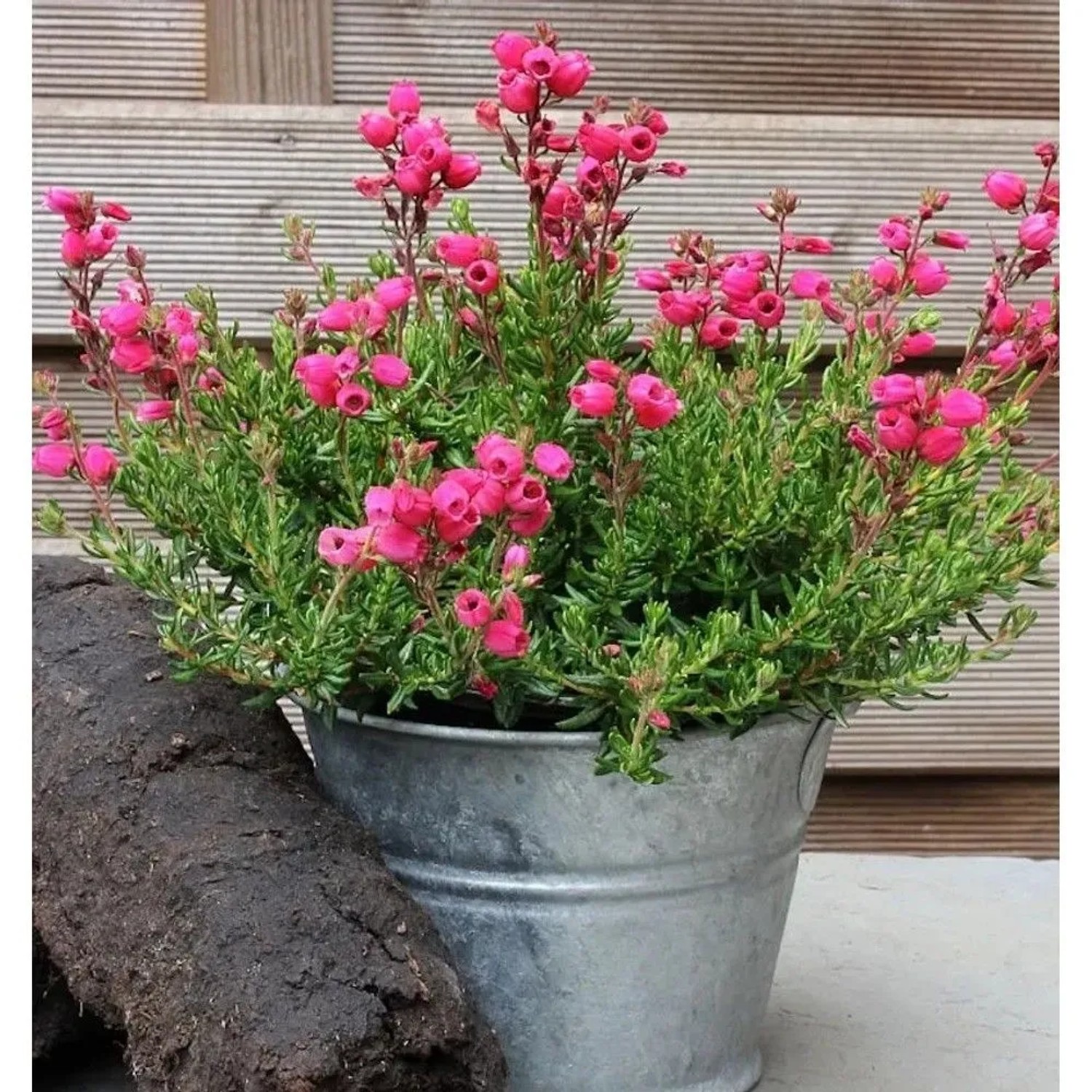 10x Irische Heide Amelie - Daboecia cantabrica
