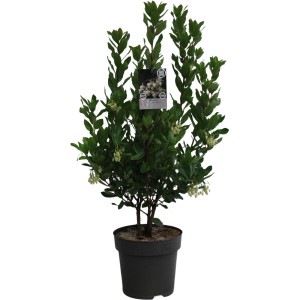 Erdbeerbaum Compacta im Topf, ca. 30-50 cm hoch, mit grünen Blättern und weißen Blüten.