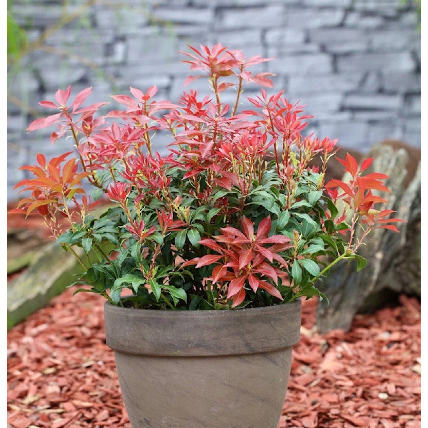 Schattenglöckchen Lavendelheide Mountain Fire 25-30cm - Pieris japonica günstig online kaufen