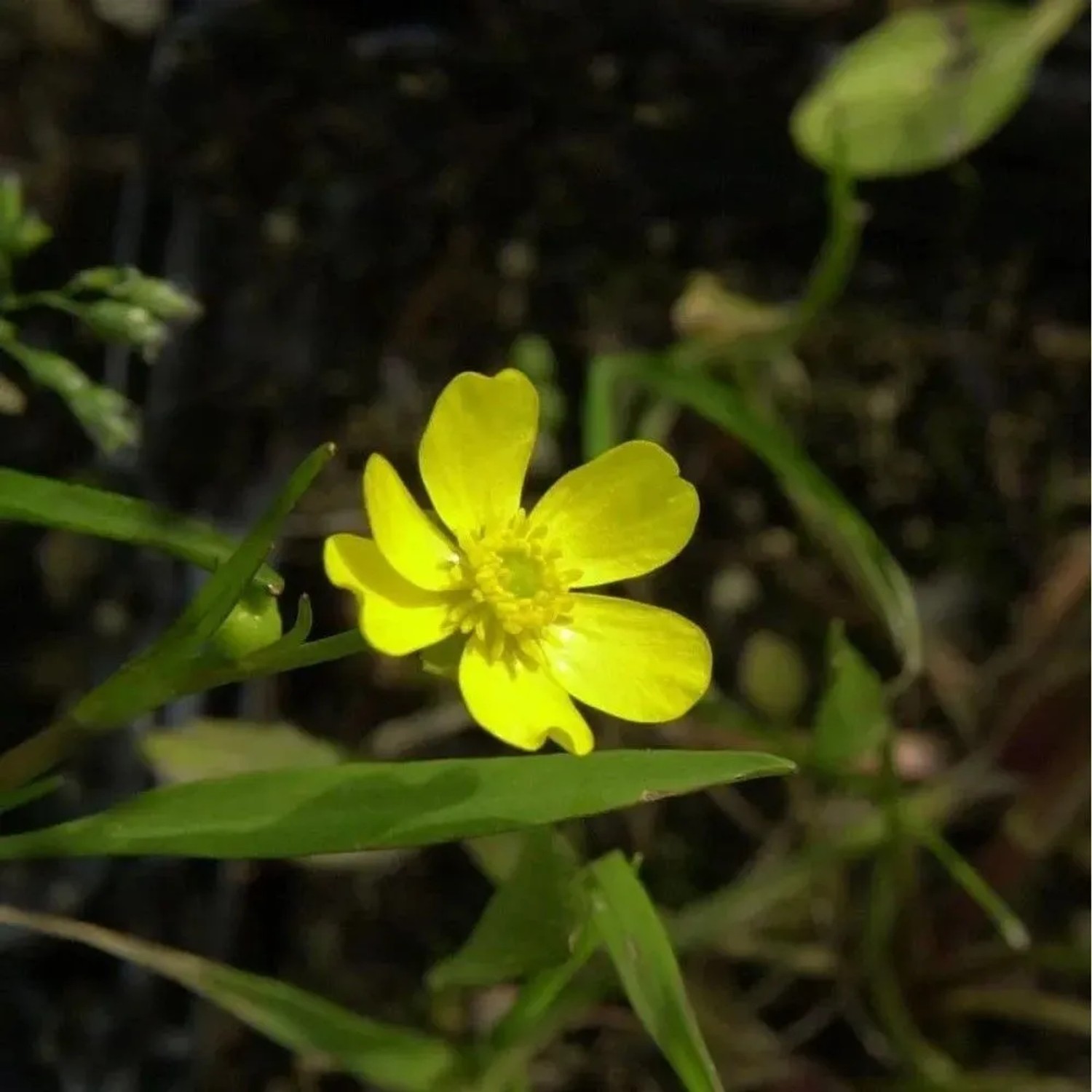 Brennender Hahnenfuß - Ranunculus flammula