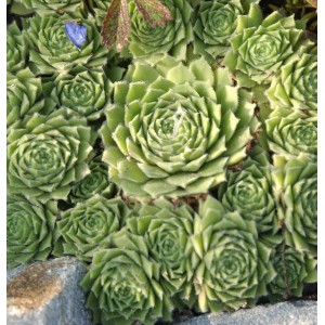 Nahaufnahme von Hauswurz Glaucum (Sempervivum tectorum) mit rosettenartigen, grünen Blättern.
