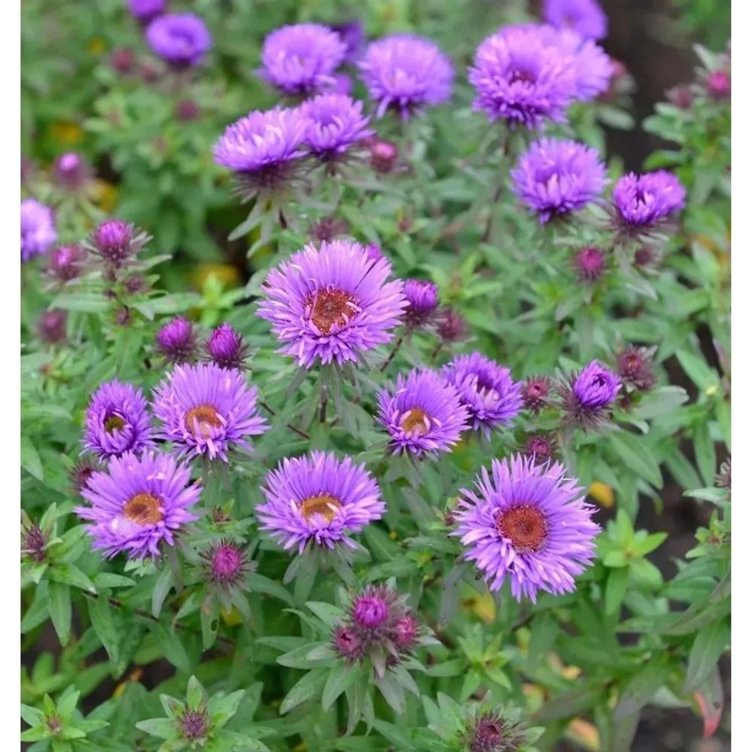 Rauhblattaster Treasure - Aster novae angliae