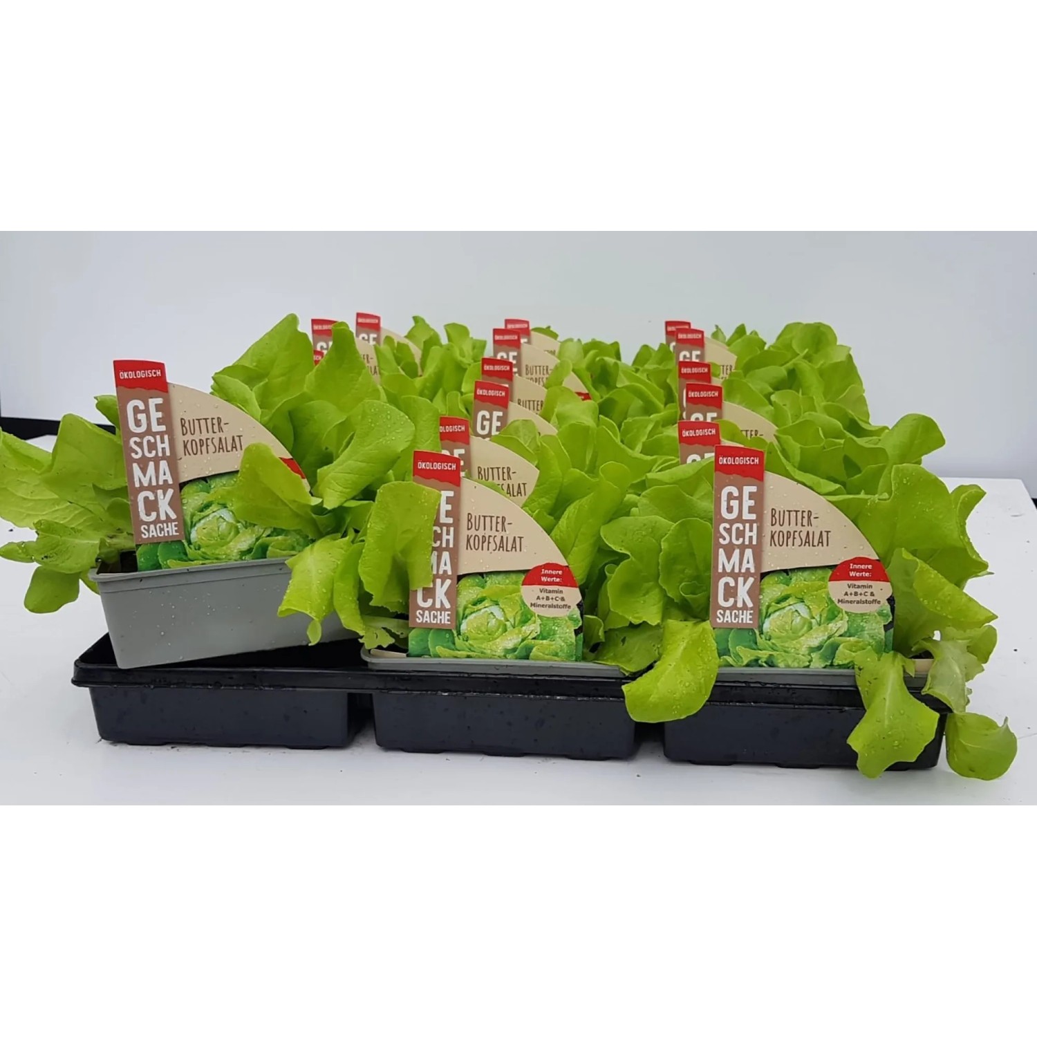 GROW by OBI Butterkopfsalat 6er Schale Lactuca sativa