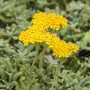 Gelbe Achillea tomentosa im Themenset Blüten- & Farbenmeer, niedriger Bodendecker für sonnige Standorte.